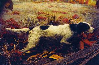 Count Noble Llewellin Setter
