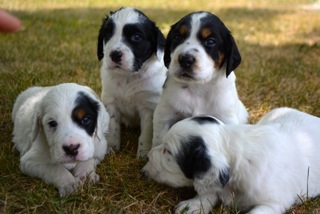 LLewellin Setter Puppies