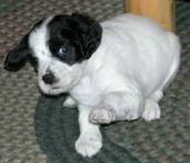 Addie at 6 weeks